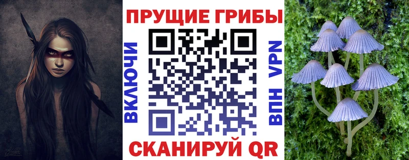 Псилоцибиновые грибы Cubensis  darknet какой сайт  Александровск-Сахалинский  цены наркотик 
